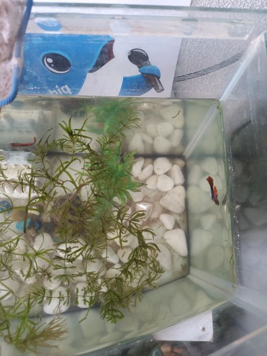 Рыбка гуппи красивые