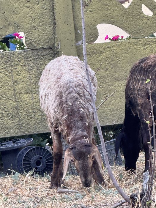 Кошкар тусак козы кошкар