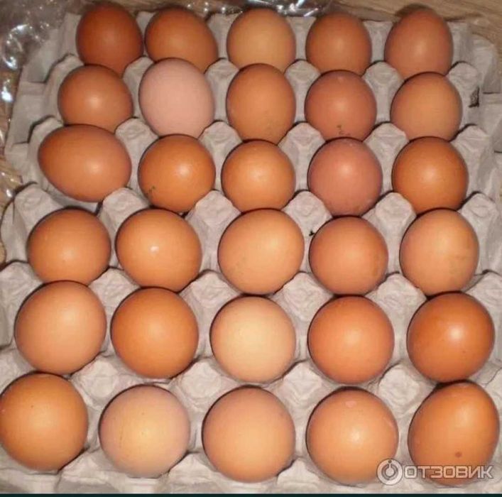 Продам домашние яйца