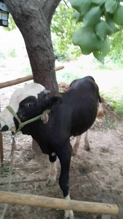 Buqacha sotiladi