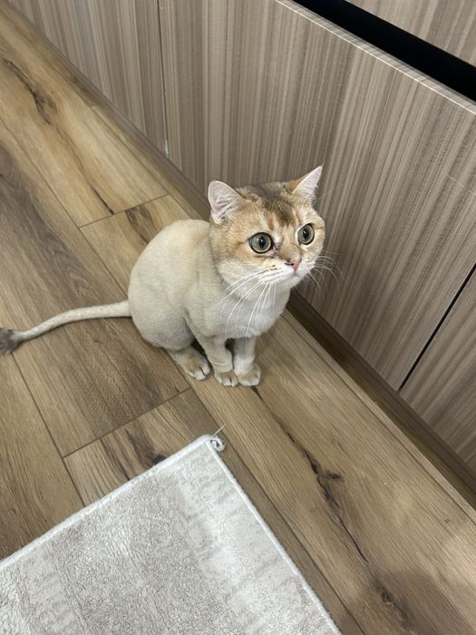 Продам домашнего кота Мартина