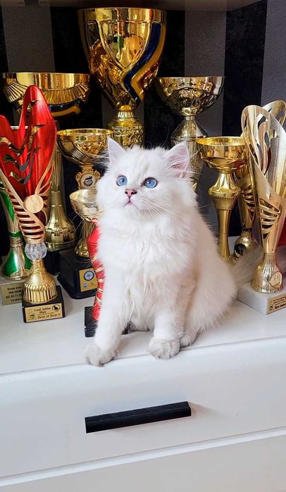 Baiat british longhair din ambii parinti Campioni Mondiali