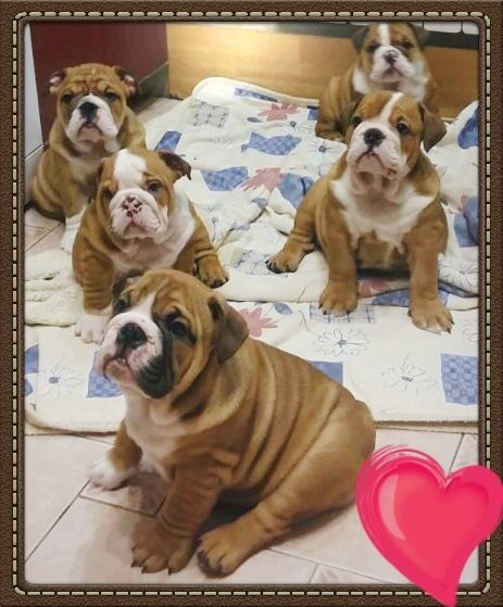 Щенки Англичани Бульдог английский