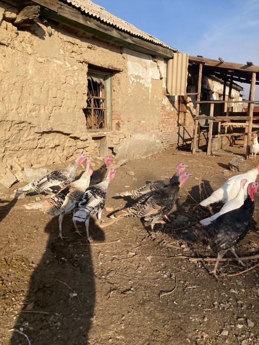 Продам индюков молодых