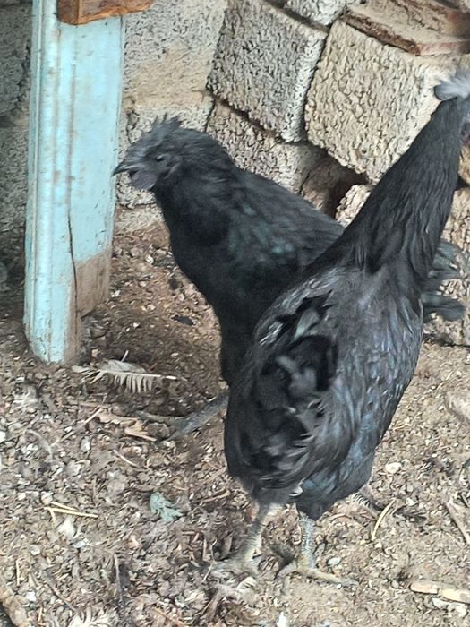 Хурозлар сотилади.