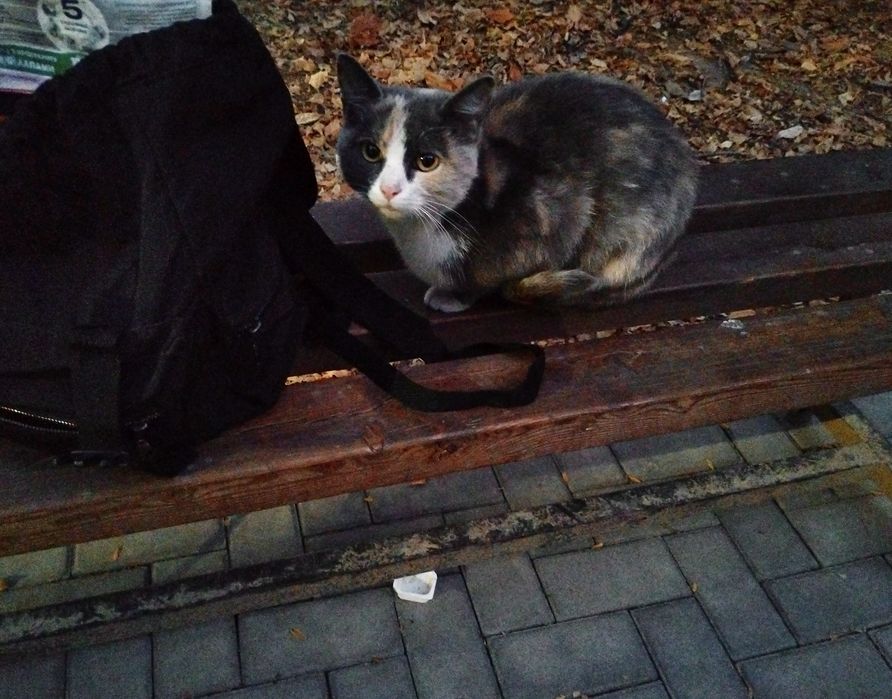 Кошечка в добрые руки!