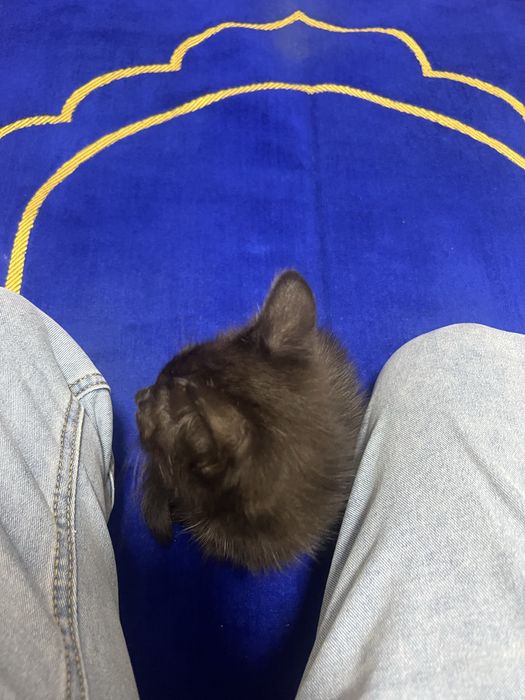 Отдам котенка на добрые руки