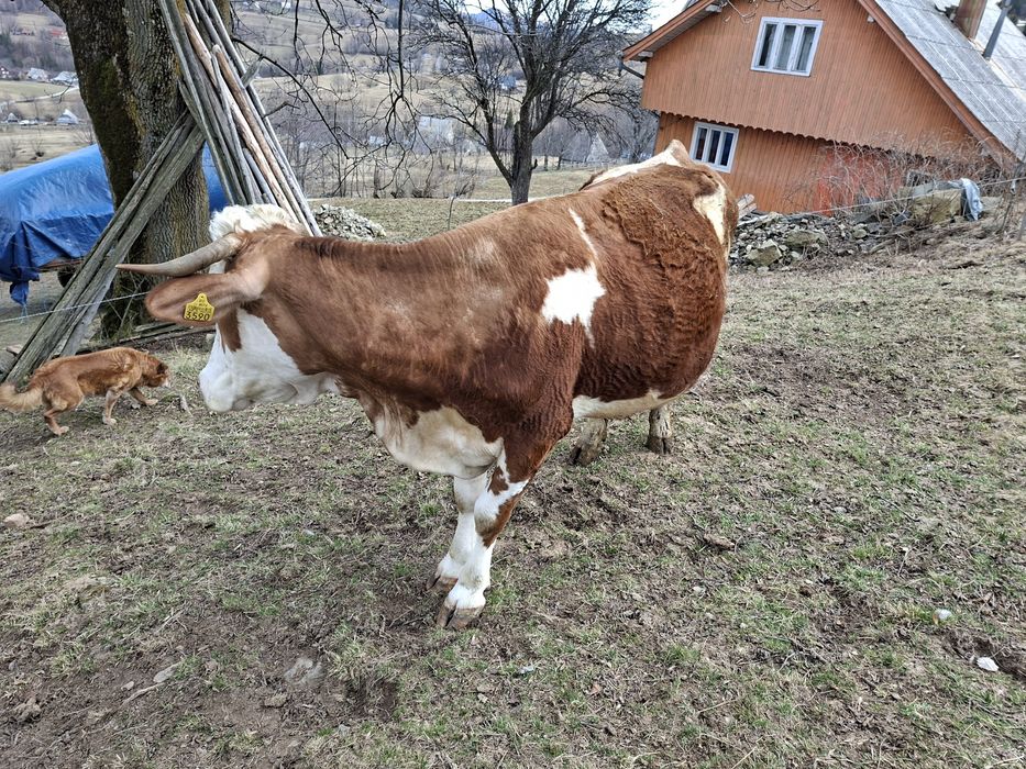 Vaci de vanzare baltata romaneasca