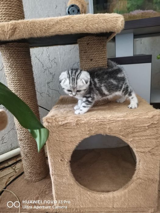 Очаровательный вислоухий котёнок, скоттиш фолд - мальчик в добрые руки