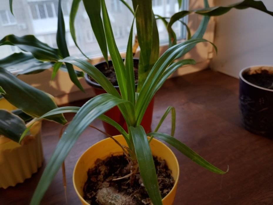 Драцена Юкка Пандалус