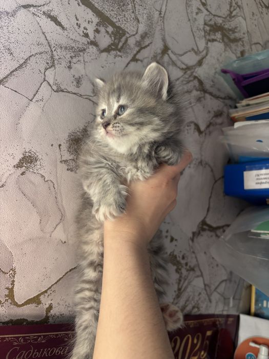 Продам котенка породистого