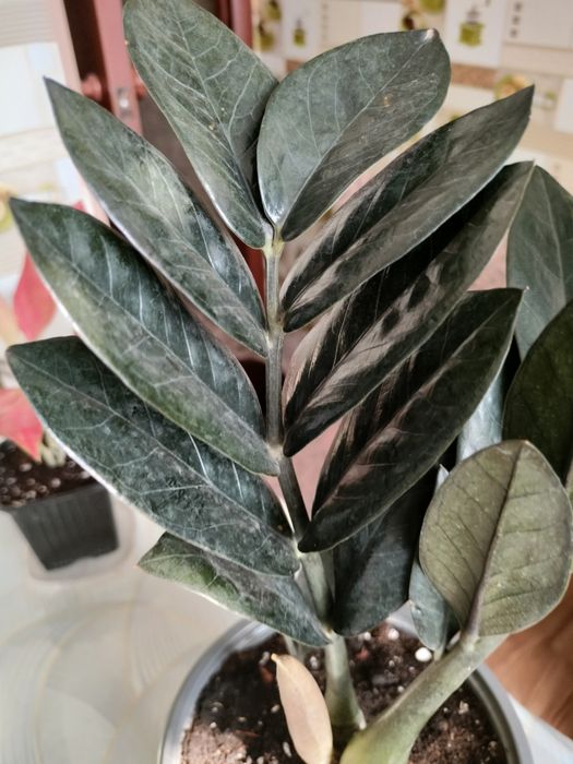 Чёрный Замиокулькас