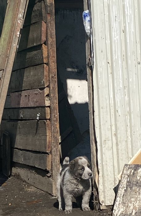 Сатылады Алабай Еркек Тарғарда тұр