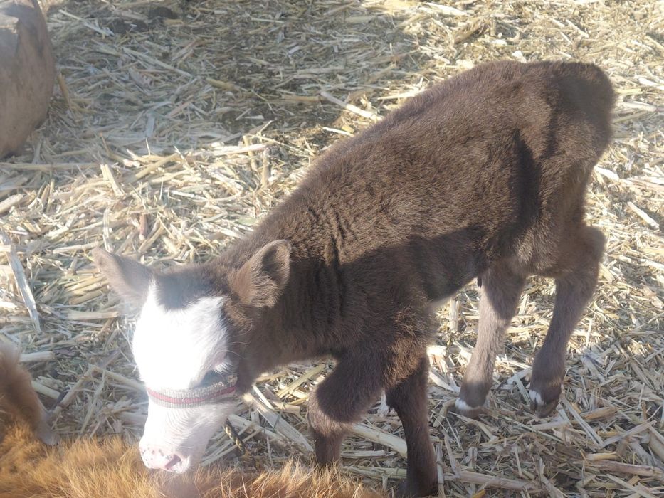 Бұзаулар сатылады