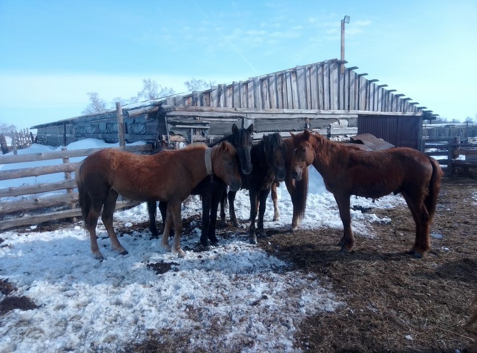 Лошади тайчики продам