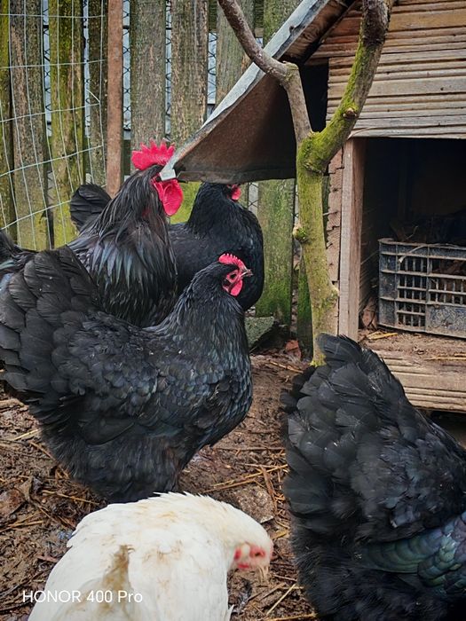 Familie australorp negru