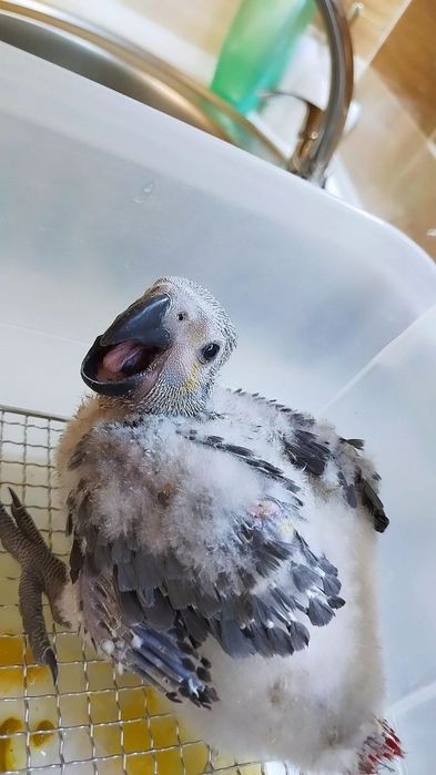 Jako Kongo bolasi