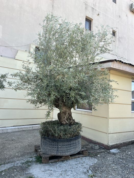 Maslini Seculari