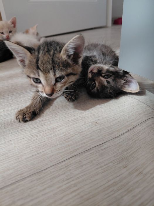 Отдам домашних чистых котят
