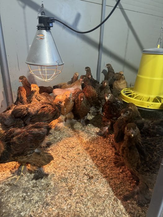 Pui brahma potarnichiu pe negru si pe albastru