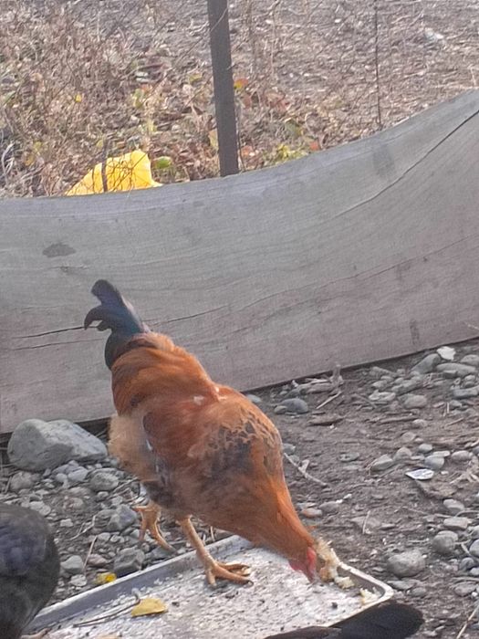 Петушки куры продам