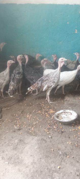 Kurkachalar sotiladi