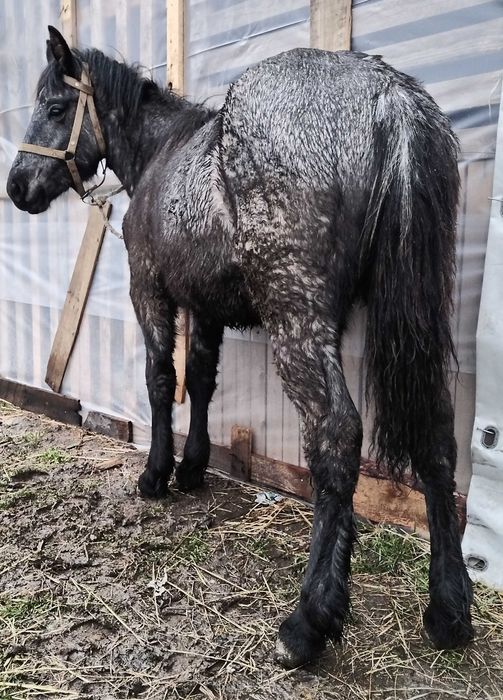 Мъжко Тежковозче