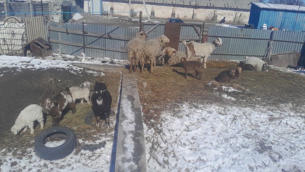 Живность бараны козы