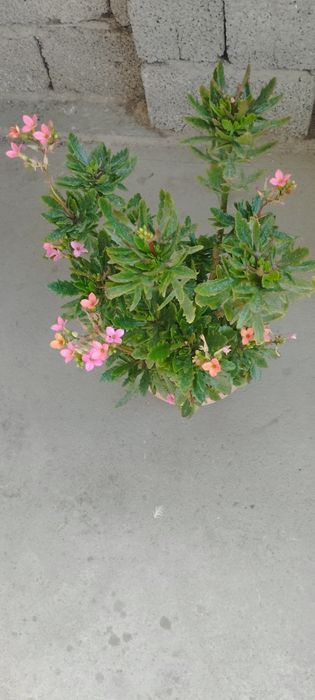 Ofis va uy uchun gullar