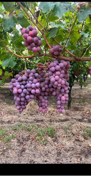 Butasi de vită de vie de anul 2 și de anul 3