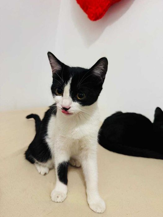 I want to sell cat