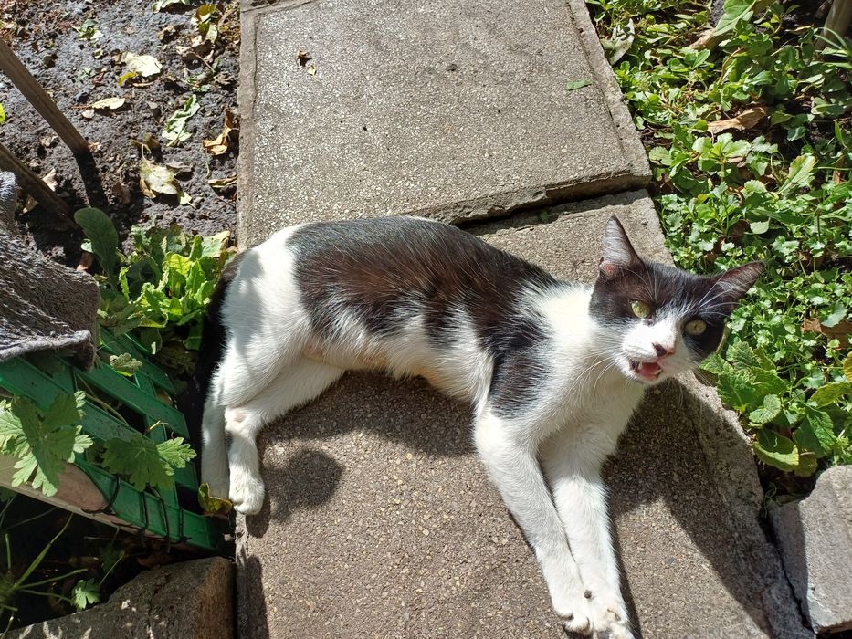 Търси дом - нежна домашна котка