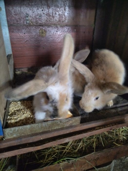 Продам кроликов от 2500