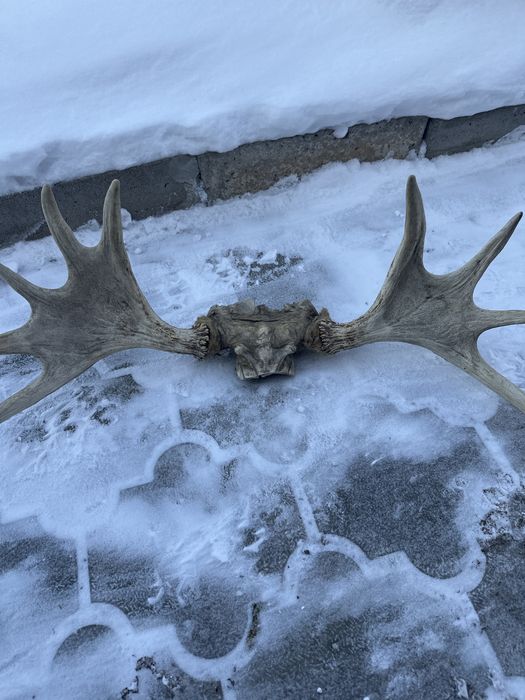 Продаются рога натуральные