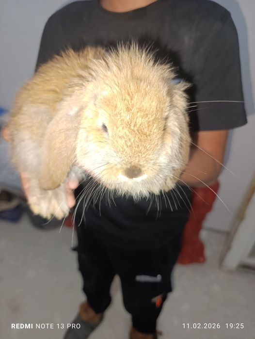 Кролик маленький