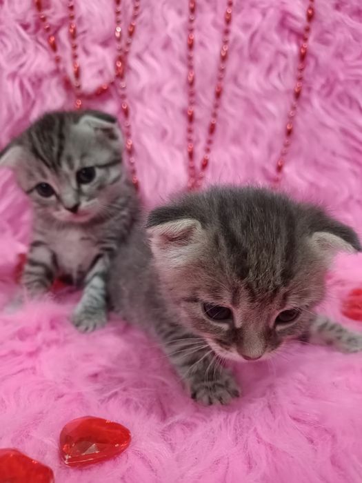 Продам вислоухих шотландцев