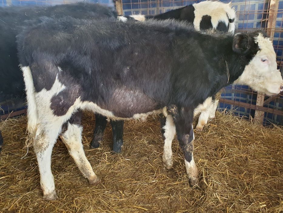 Vitei si vitele  de vanzare