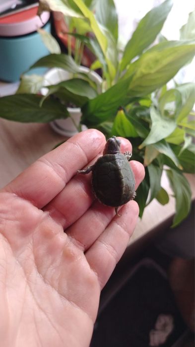 Красноухие черепахи