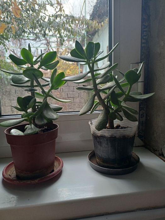 Денежное дерево и цветущие фиалки