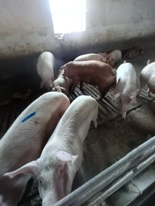 Продавам Угоени прасета