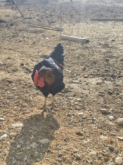 хорозлар сотилади 120 мингдан