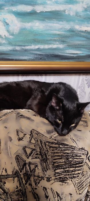 Котик в добрые руки !