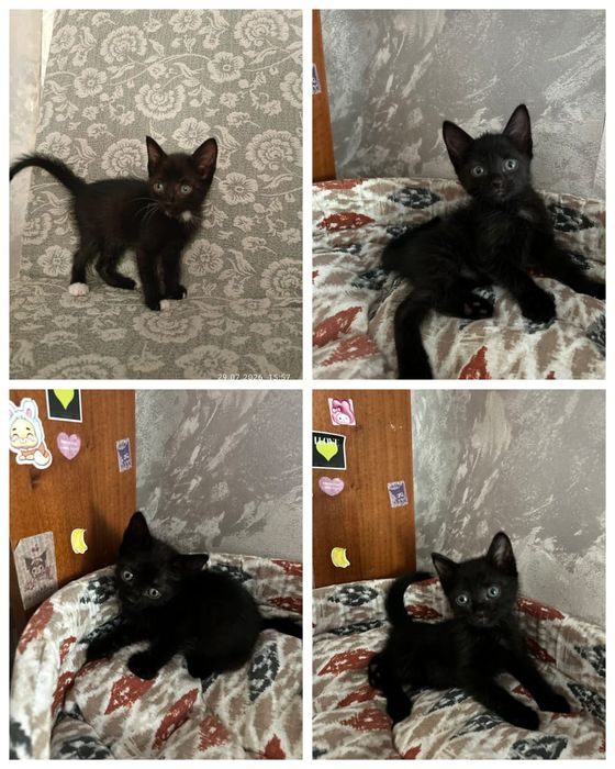 Отдам котят в добрые руки