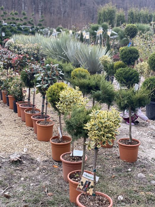 Camelias copac plante ornamentale calitate