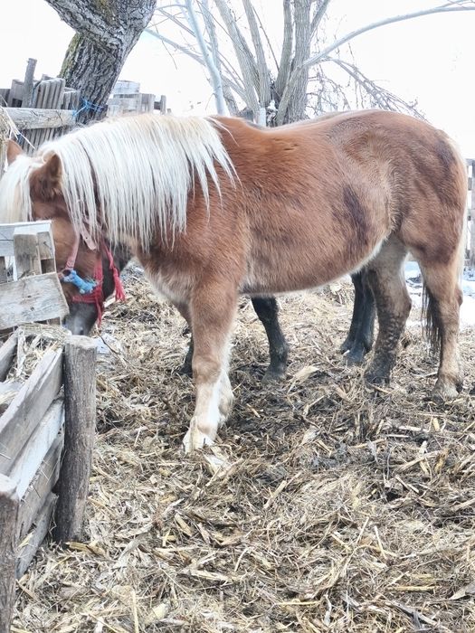 Vând Mânză și un mânz schimb cu vaci vitei