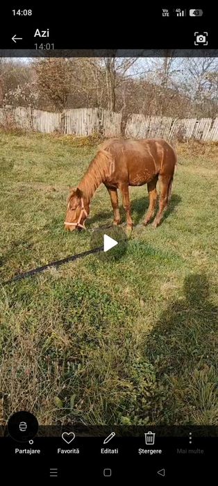 Vînd cîrlană 1 an și jumate