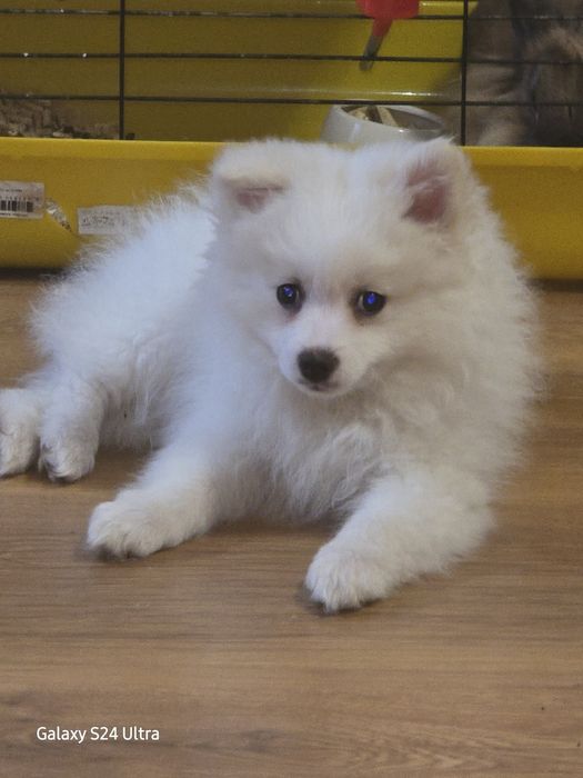 Померан на 4 месеца