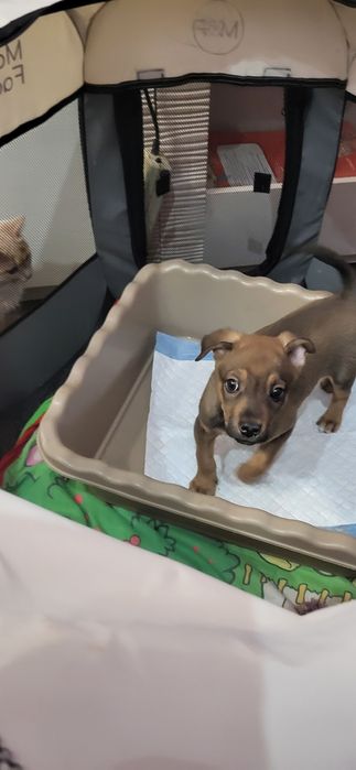 Очень умная собачка ищет добрые ручки девчушка ,красивая не большая