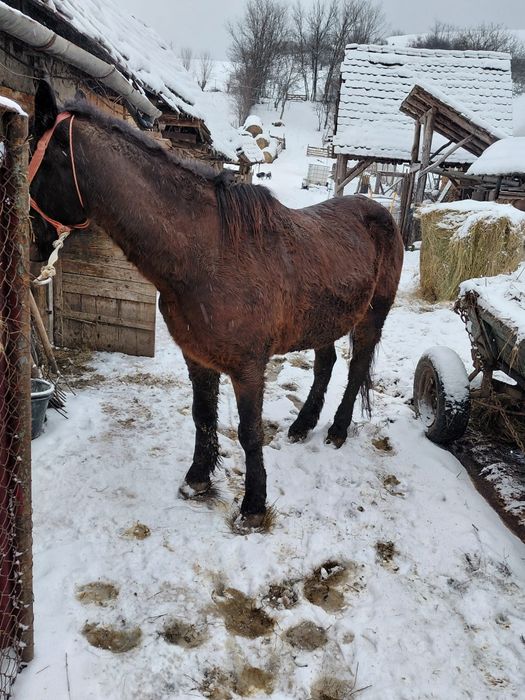 Vând cal garantat la tras
