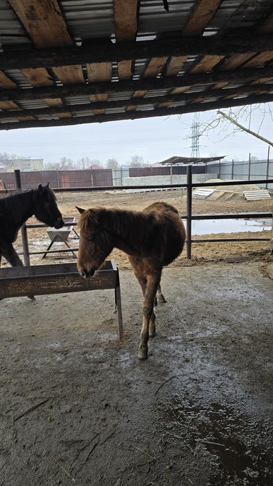 Продам двух жеребят ..